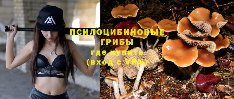 где купить наркоту  MEGA ССЫЛКА  Псилоцибиновые грибы MAGIC MUSHROOMS  Шелехов 